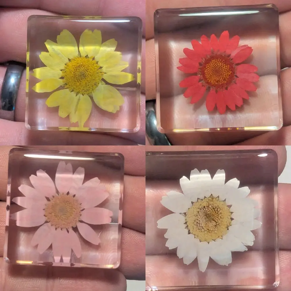 Daisy Flower - Preserved in Resin - Modern Day Fossil