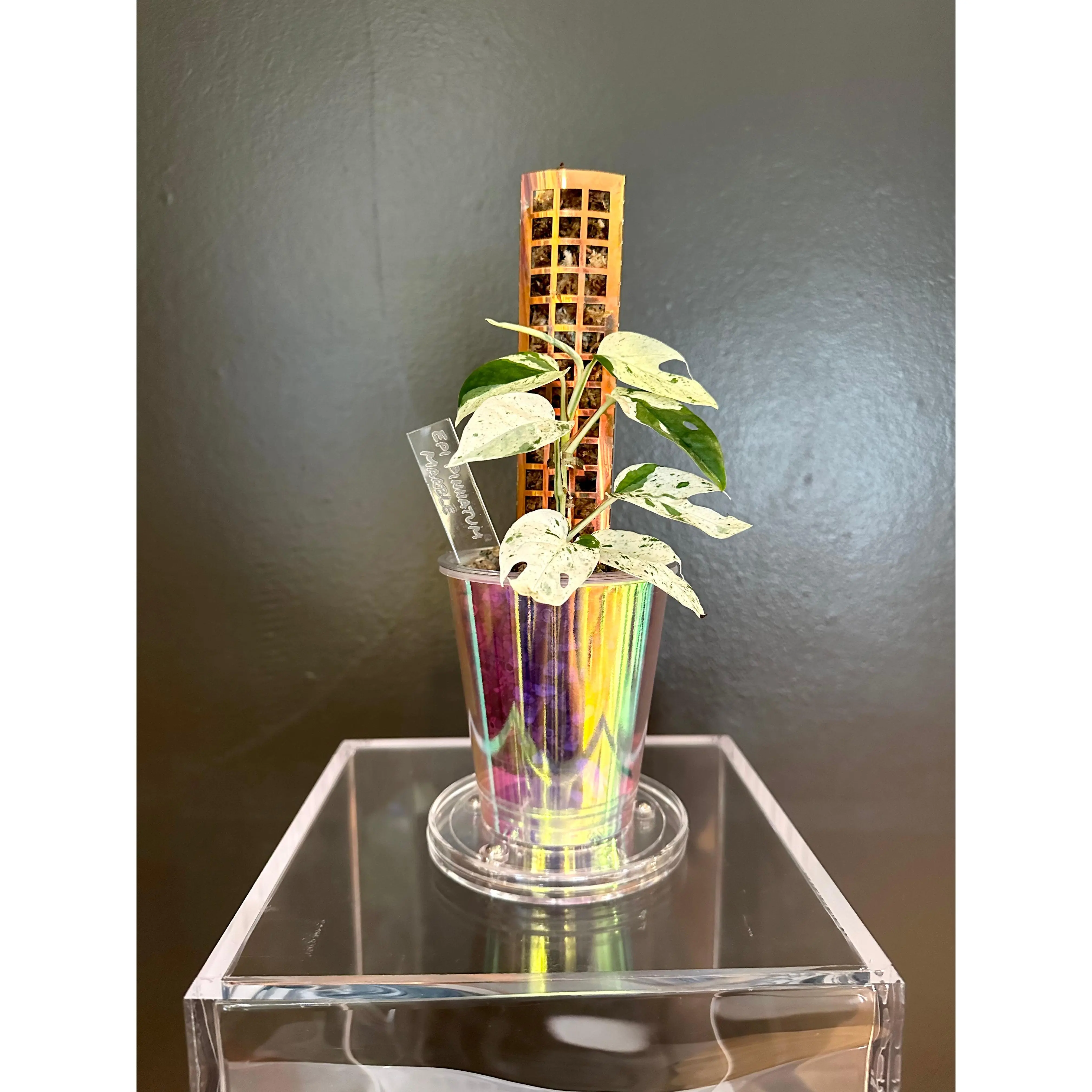 Iridescent Self Watering Pots for Home Garden and Plant Care