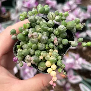 String of Pearls Variegated