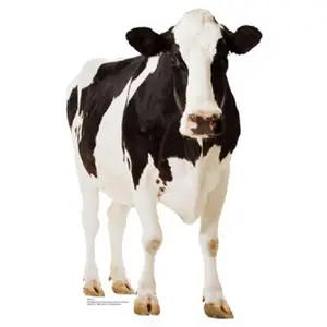 212 MAIN Holstein Dairy Lifesize Cardboard Standee - 65x42 in, Folds Flat, Home Decor for Home Supplies (Stand-Up or Wall-Hanging)
