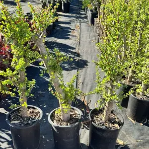 Portulacaria with trunk plant