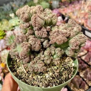Cereus forbesii monstrose 'Ming Thing' 4” Cactus