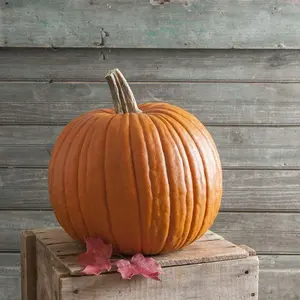 40 Pumpkin Seeds, Heirloom Non-GMO Seeds, Four Seasons Vegetable Seeds, Home Gardening