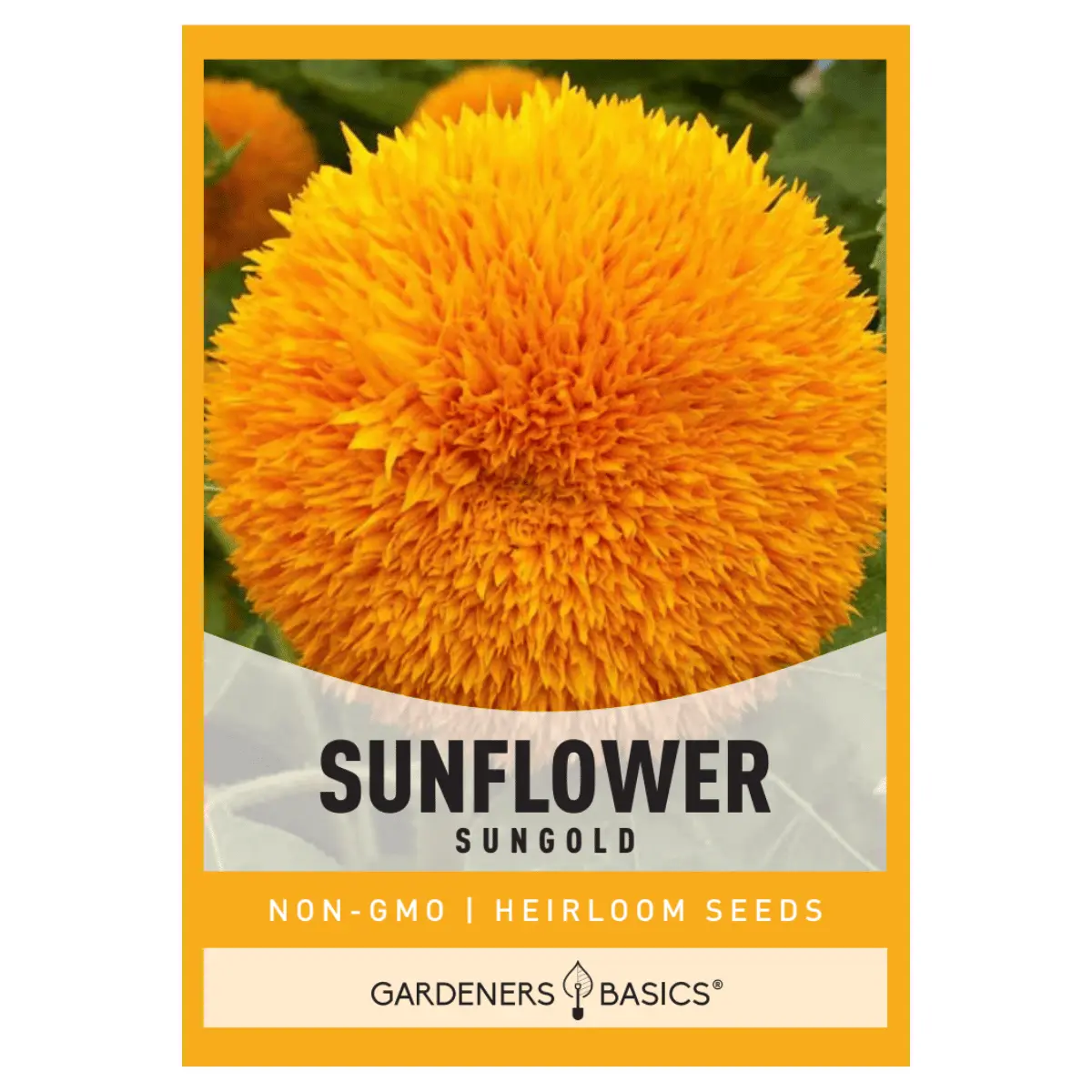 Dwarf Sungold Sunflower Seeds sunflower seed