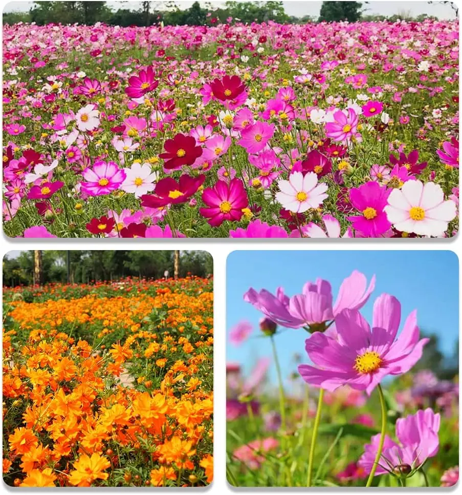 Pyrethrum Seeds: 300 Sensation Mix Cosmos Bipannatus seeds, one year old, drought resistant, self sowing, outdoor mixed flower seeds, easy to grow pollinating gardens and cut flowers (AAS winner)