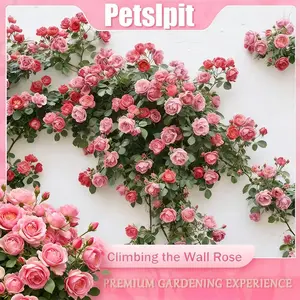 Rare Rose Seeds 300 Pcs, Special for Small-Space Planting (Gardens/Patios/Balconies/Indoor), Easy-Care Outdoor Flowers, Essential for Natural Horticulture Decorative