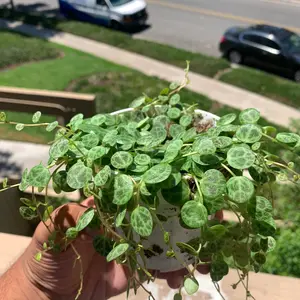 String of turtles 4” Peperomia Plant