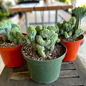 Myrtillocactus Geometrizans “Crested” | LIVE Cactus | 8-inch Plastic Grow Pot Included