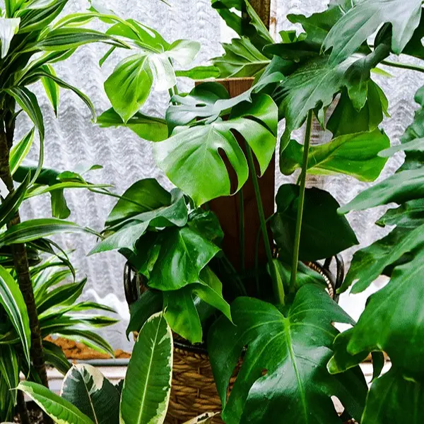 Giant Monstera Deliciosa LIVE PLANT (Swiss Cheese Plant, Ceriman, Cutleaf  Philodendron, Mexican Breadfruit) 3ft - shipped from sunny Florida Colorful  Decoration Vines Tropical Room Decorative Iron Ornaments Outdoors - TikTok  Shop
