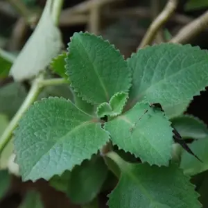 Cuban Oregano Starter Plants Cuban Oregano Starter Plants