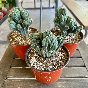 6” Myrtillocactus Geometrizans “Crested” Rare cactus and succulents