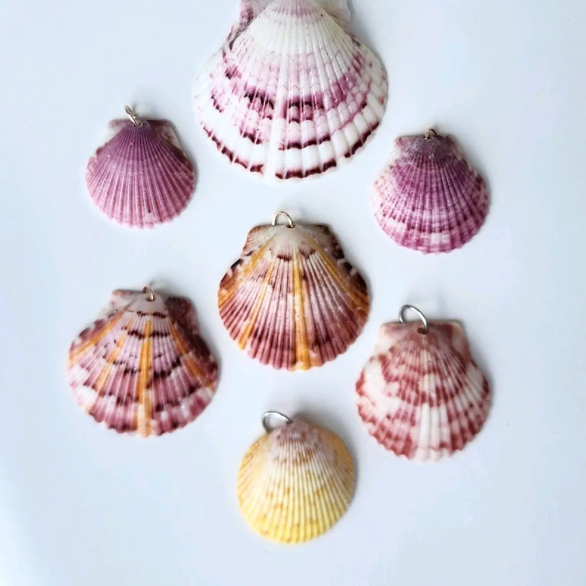 seashell necklace for women. Shell Necklace for guys. real Florida shells.