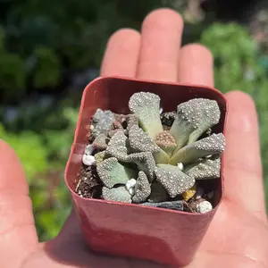 Concrete Leaf Living Stone Succulent | Titanopsis Calcarea  | Live Rooted Succulent | Houseplant | 2 inch pot