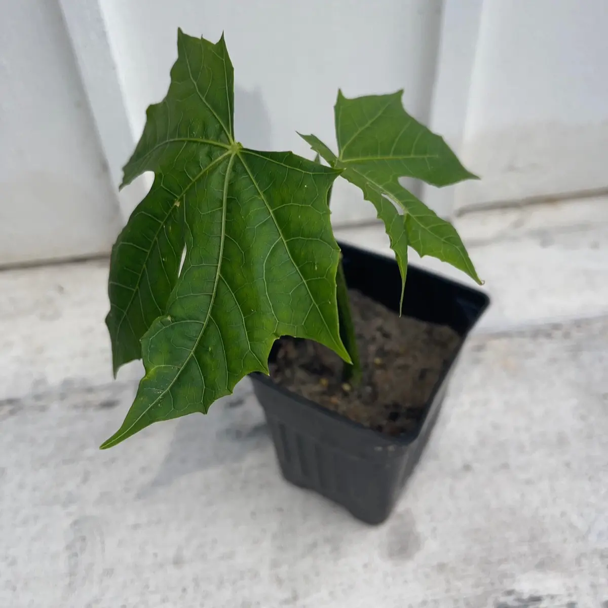 Chaya Tree