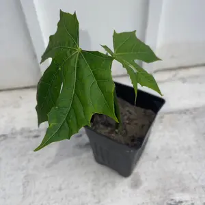 Chaya Tree