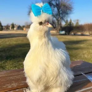 Silkie Hair Bows, Hair Bow for Silkies, Chicken Accessories, Chicken Hair Bows, Accessories for Chickens, Bows for Chickens, Bows for Silkies, Bows for Silkie Chickens, Chicken Headwear